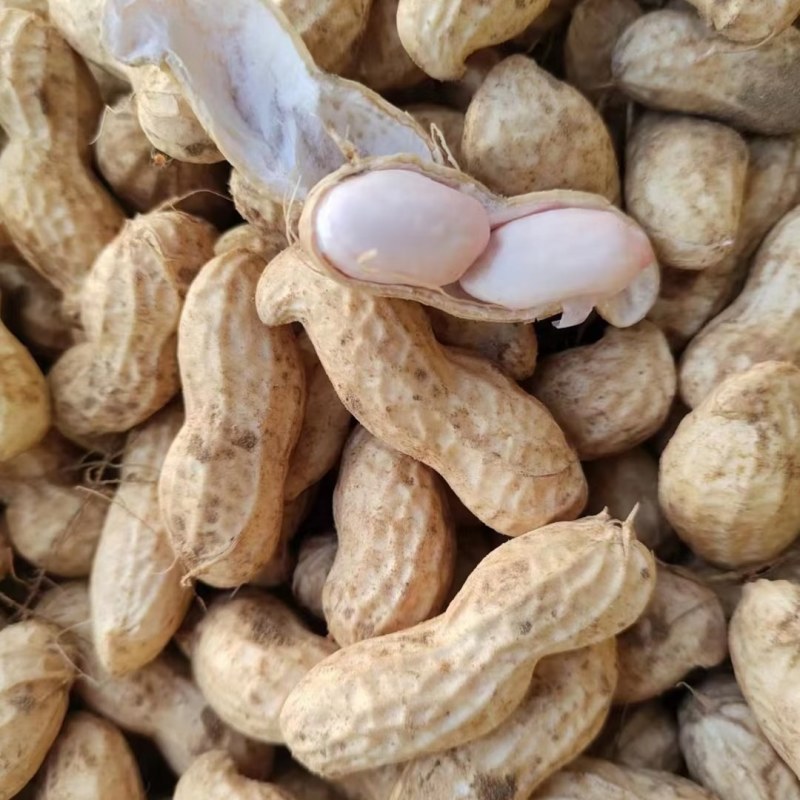 鲜花生大量有货个大仔粒饱满纯沙地的品质保证欢迎咨询