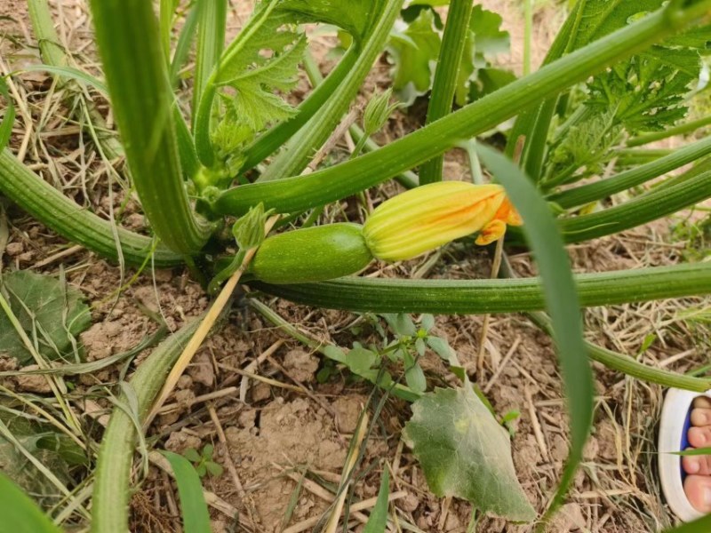 精品西葫芦大量现货