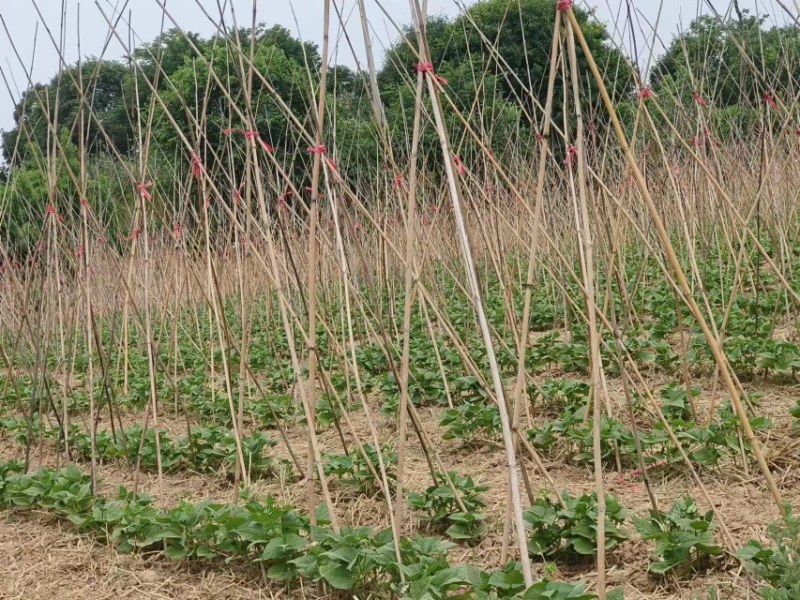 精品西葫芦大量现货