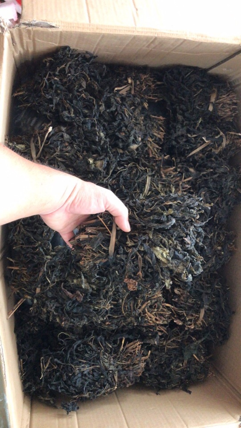 精选嫩叶苦斋婆苦菜
