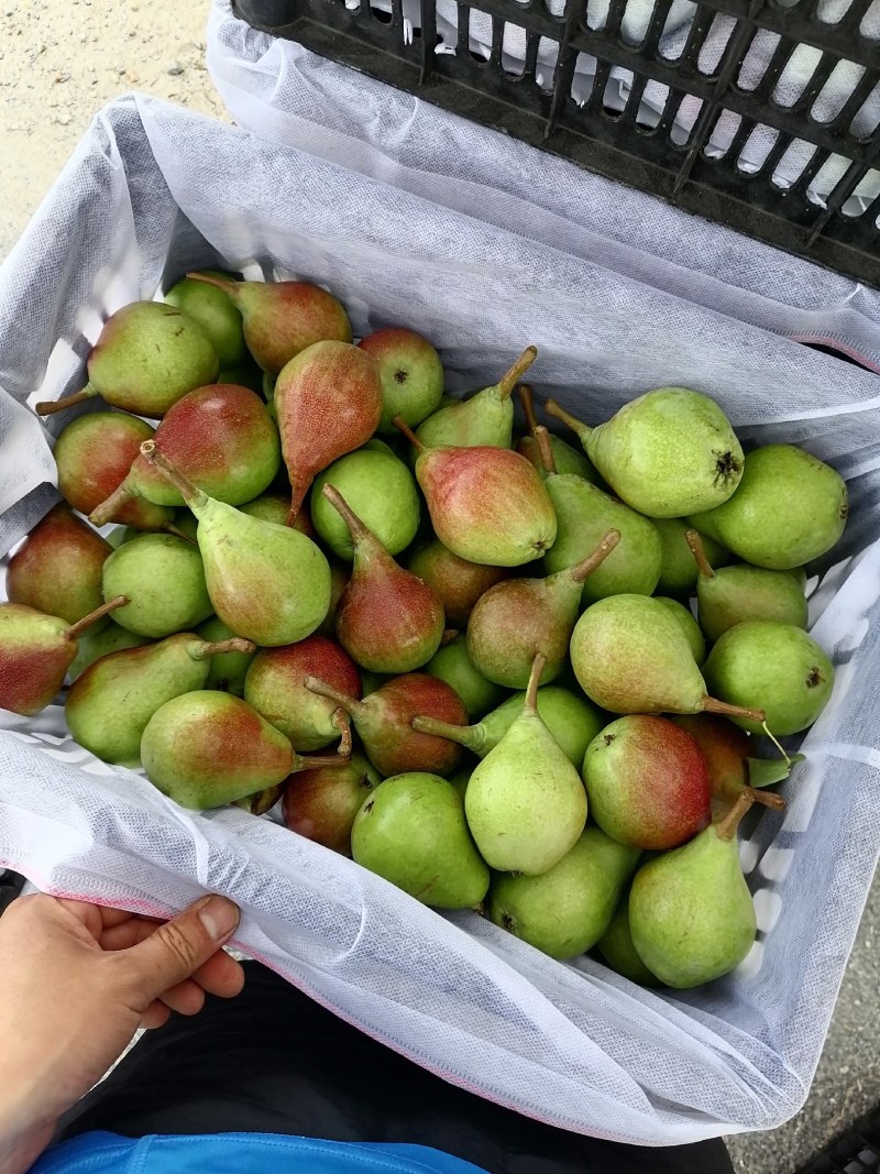一面红，茄梨，伏梨