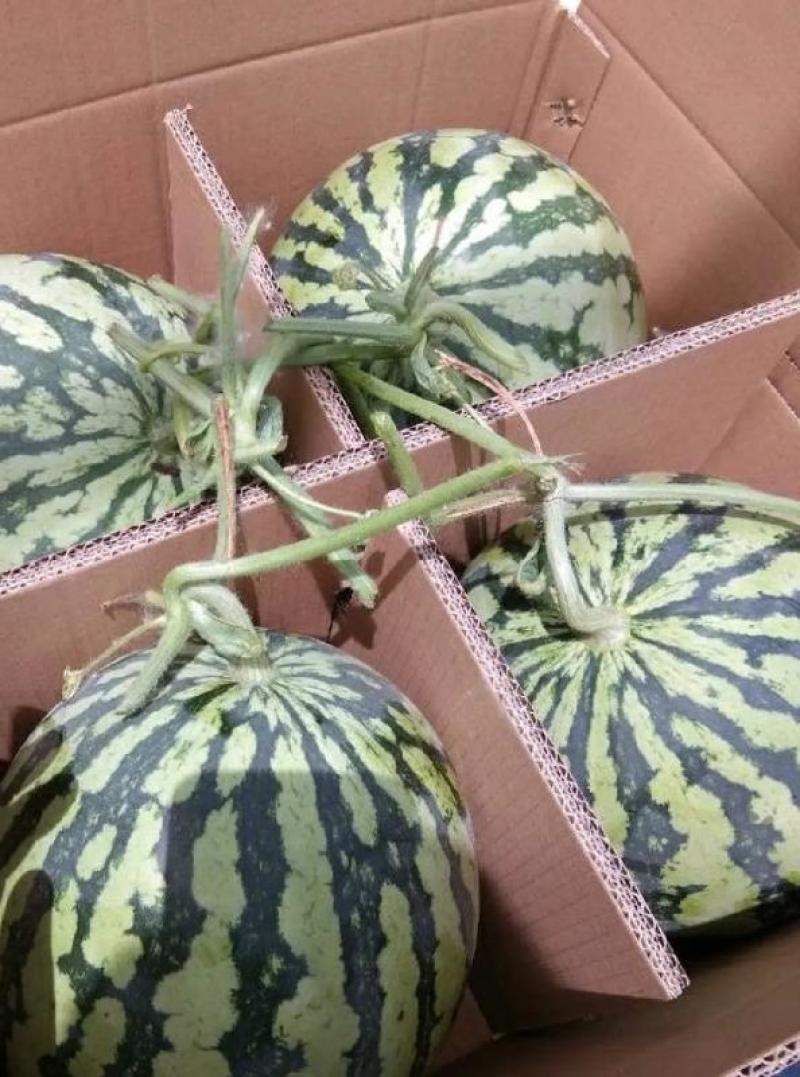 湖北西瓜8424西瓜美都京欣西瓜产地看货论价大量供应