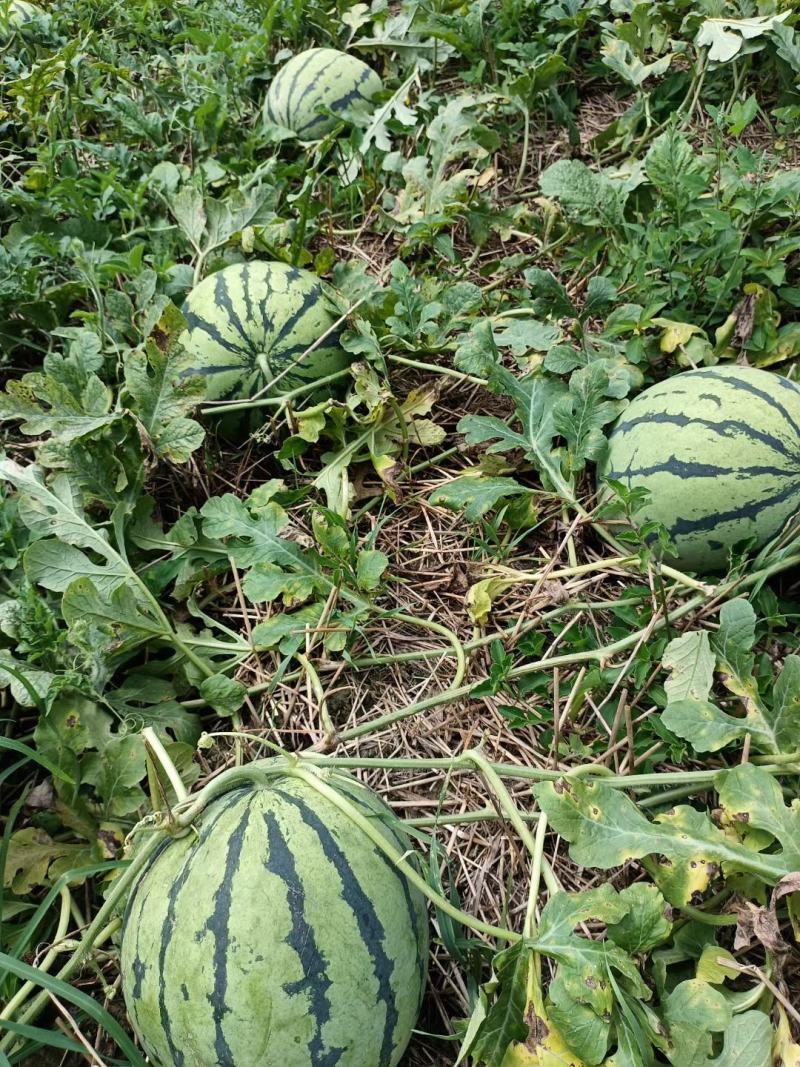 湖北西瓜8424西瓜美都京欣西瓜产地看货论价大量供应