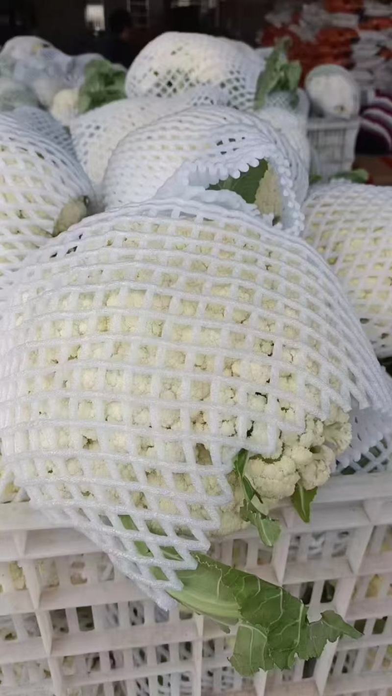 湖北荆州有机花菜现摘现发大量供应品质保障代发全国
