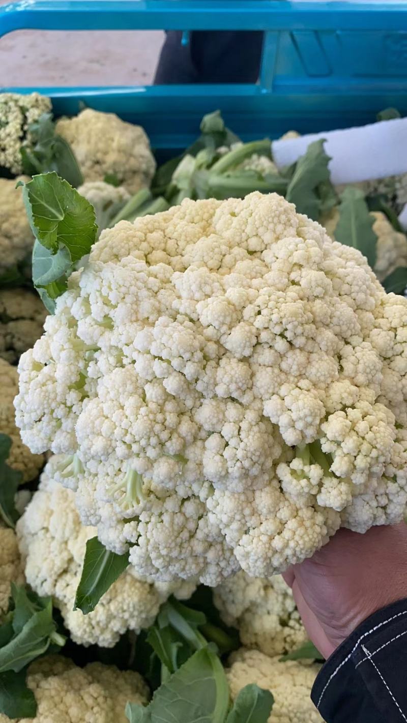 湖北荆州有机花菜现摘现发大量供应品质保障代发全国