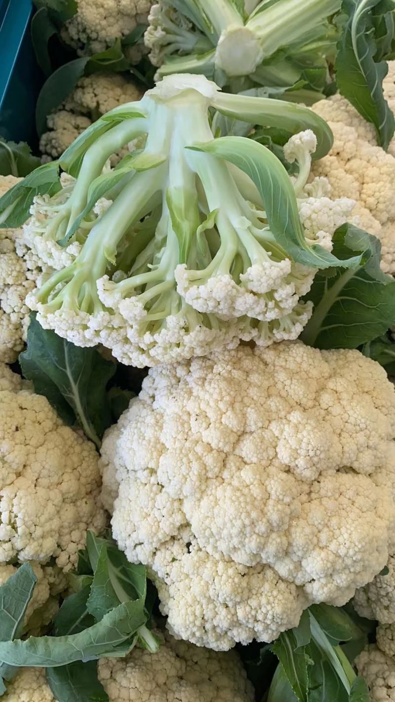 湖北荆州有机花菜现摘现发大量供应品质保障代发全国