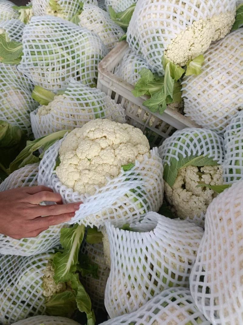湖北荆州有机花菜现摘现发大量供应品质保障代发全国
