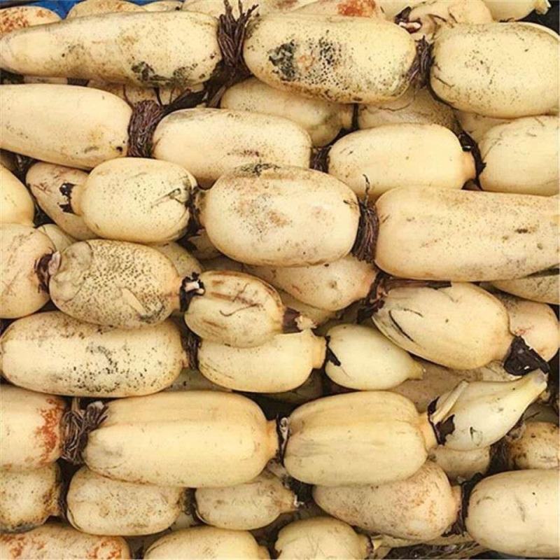 湖北洪湖市精品莲藕现挖现发一手货源个大饱满视频看