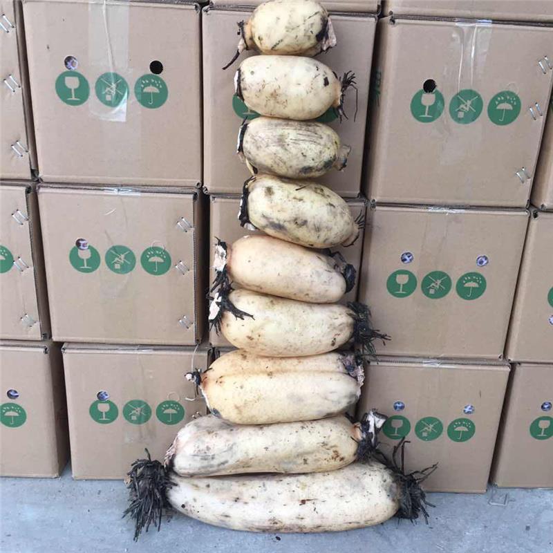 湖北洪湖市精品莲藕现挖现发一手货源个大饱满视频看
