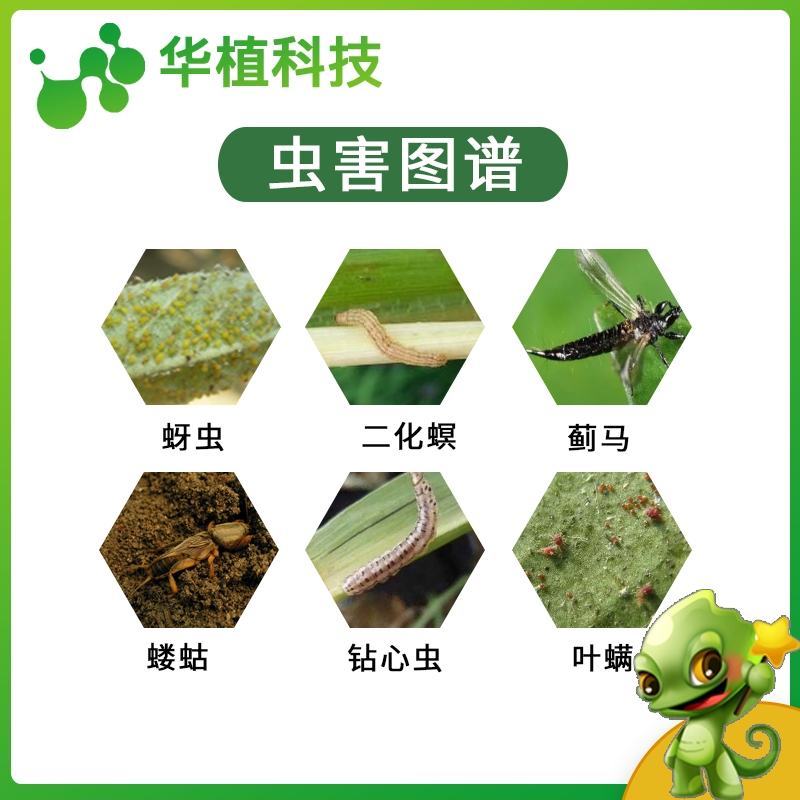 二嗪磷50%水稻田棉花小麦蚜虫二化螟地下土壤害虫专用杀虫