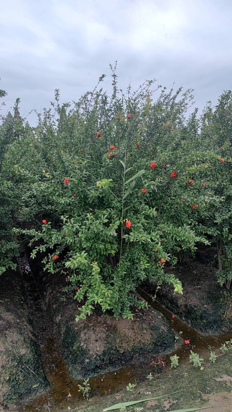 丛生花石榴单杆花石榴