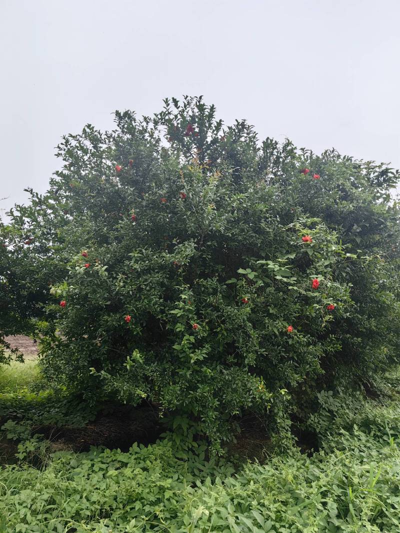 丛生花石榴单杆花石榴