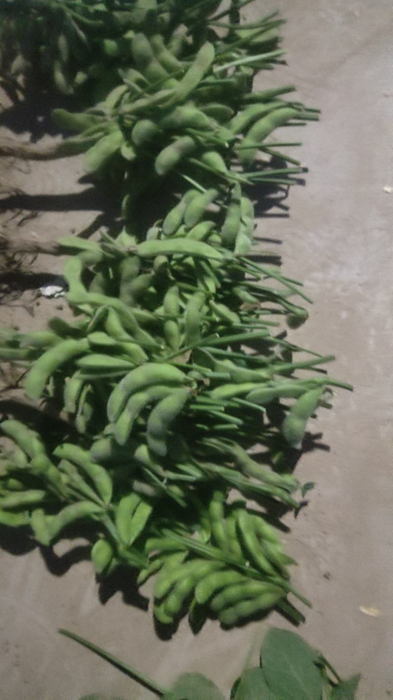 毛豆