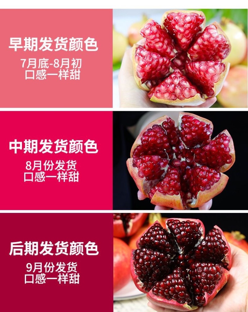 一件代发/社区团购/四川大凉山突尼斯软籽石榴5斤礼盒装