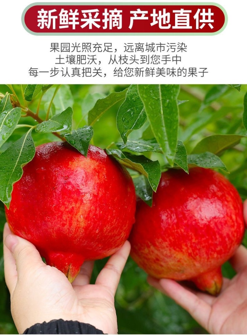一件代发/社区团购/四川大凉山突尼斯软籽石榴5斤礼盒装