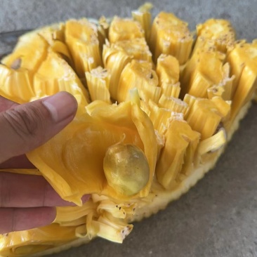 电白产地，马来一号菠萝蜜大量上市，欢迎致电