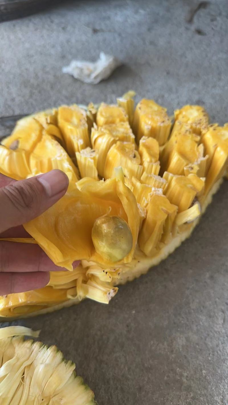 电白产地，马来一号菠萝蜜大量上市，欢迎致电