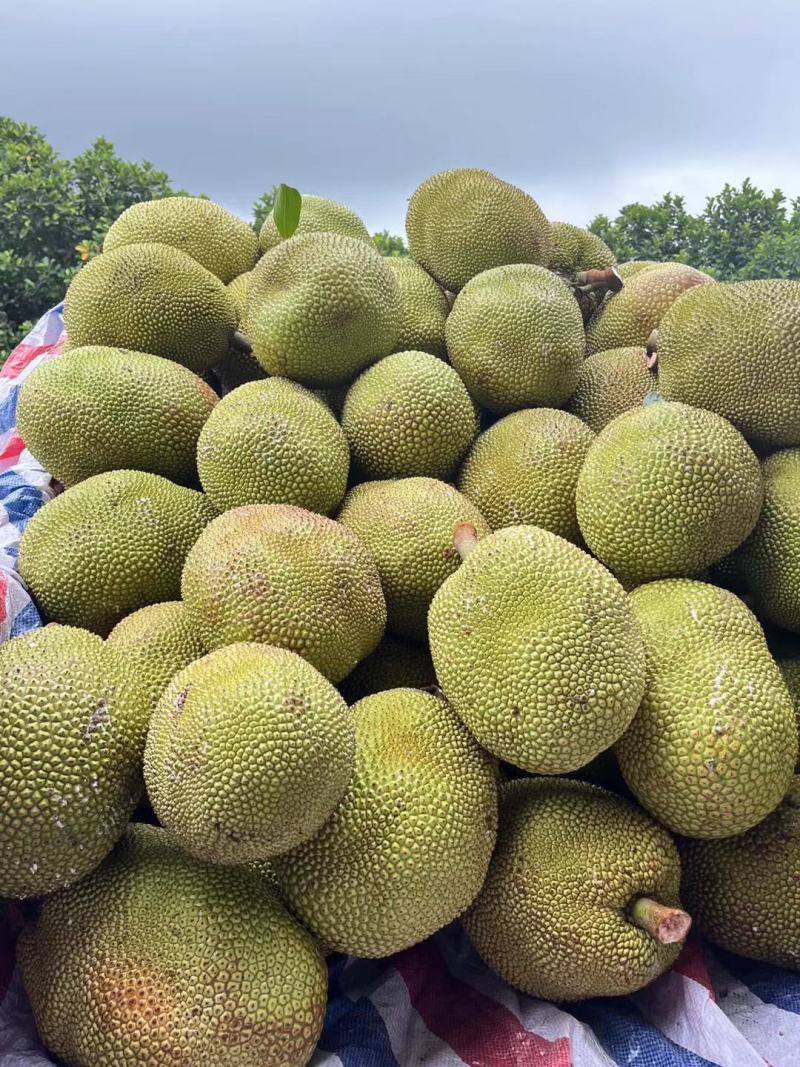 电白产地，马来一号菠萝蜜大量上市，欢迎致电