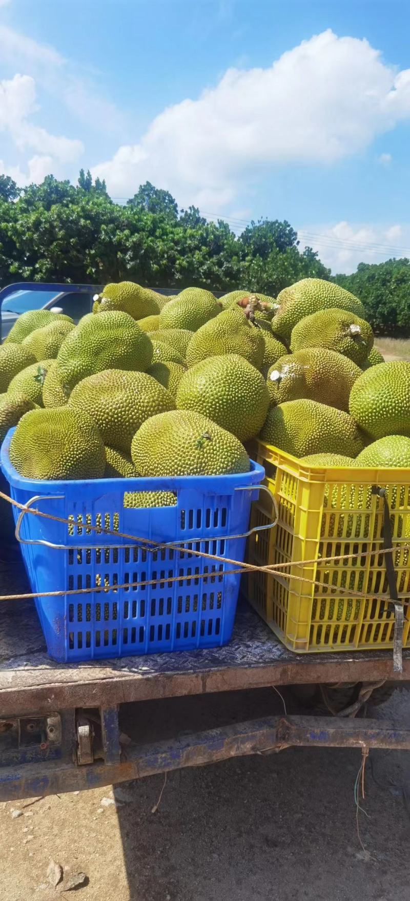 电白产地，马来一号菠萝蜜大量上市，欢迎致电