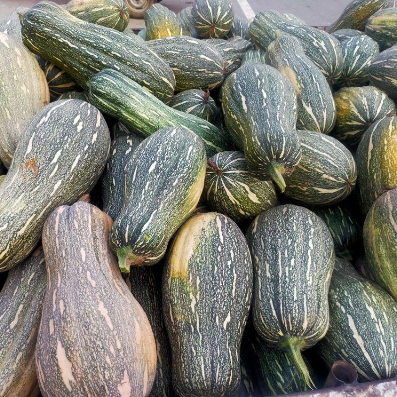 青南瓜加工厂用VS油炸青南瓜大量有货价格美丽需要联系