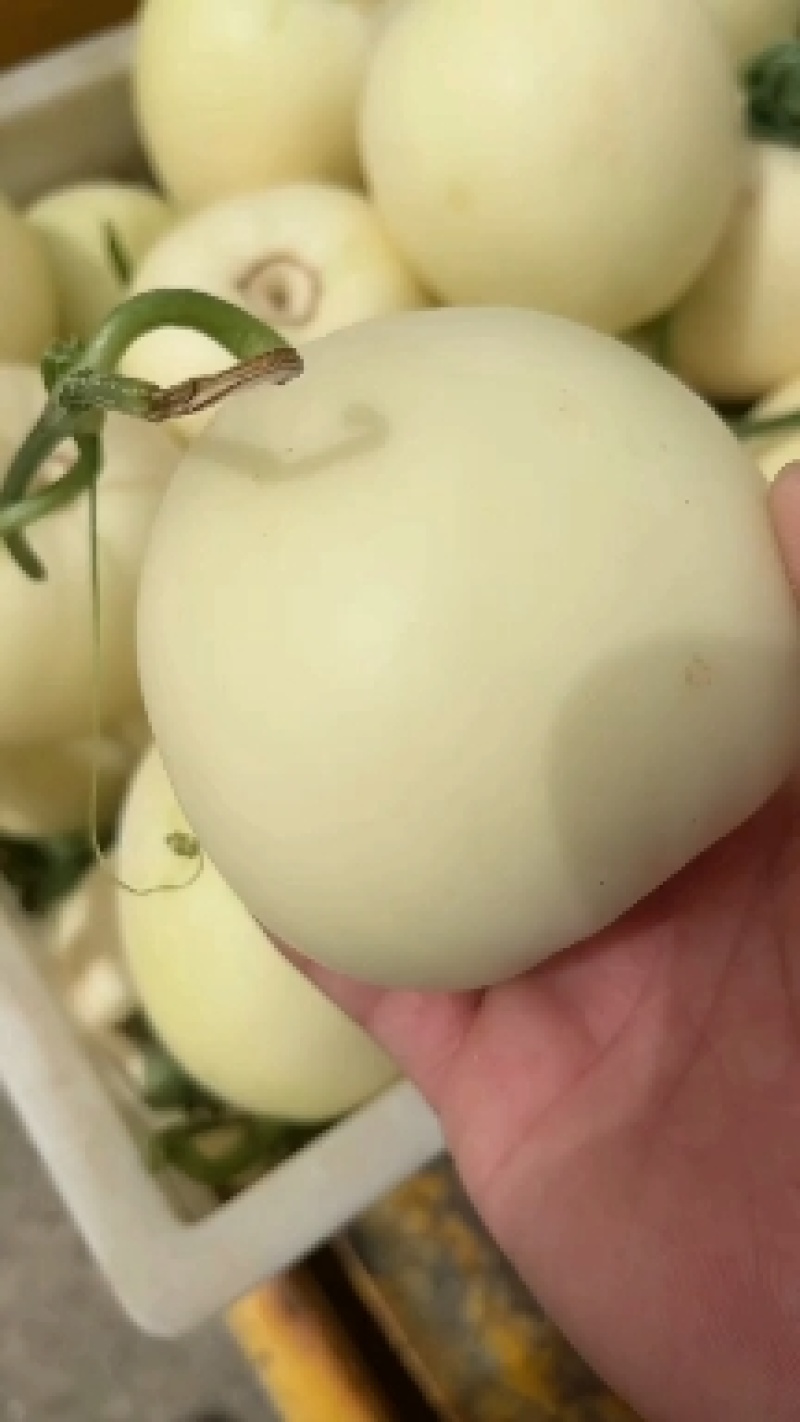 精品白莎蜜甜瓜小白瓜皮薄脆甜对接电商市场