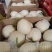 精品白莎蜜甜瓜小白瓜皮薄脆甜对接电商市场