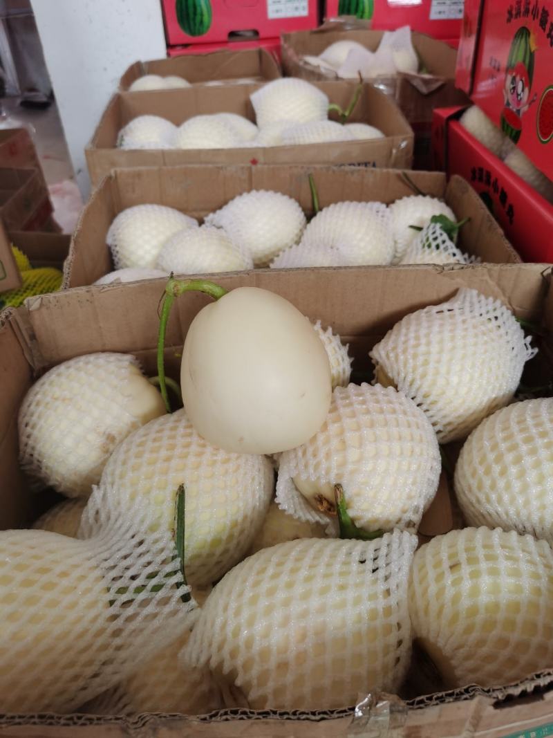 精品白莎蜜甜瓜小白瓜皮薄脆甜对接电商市场
