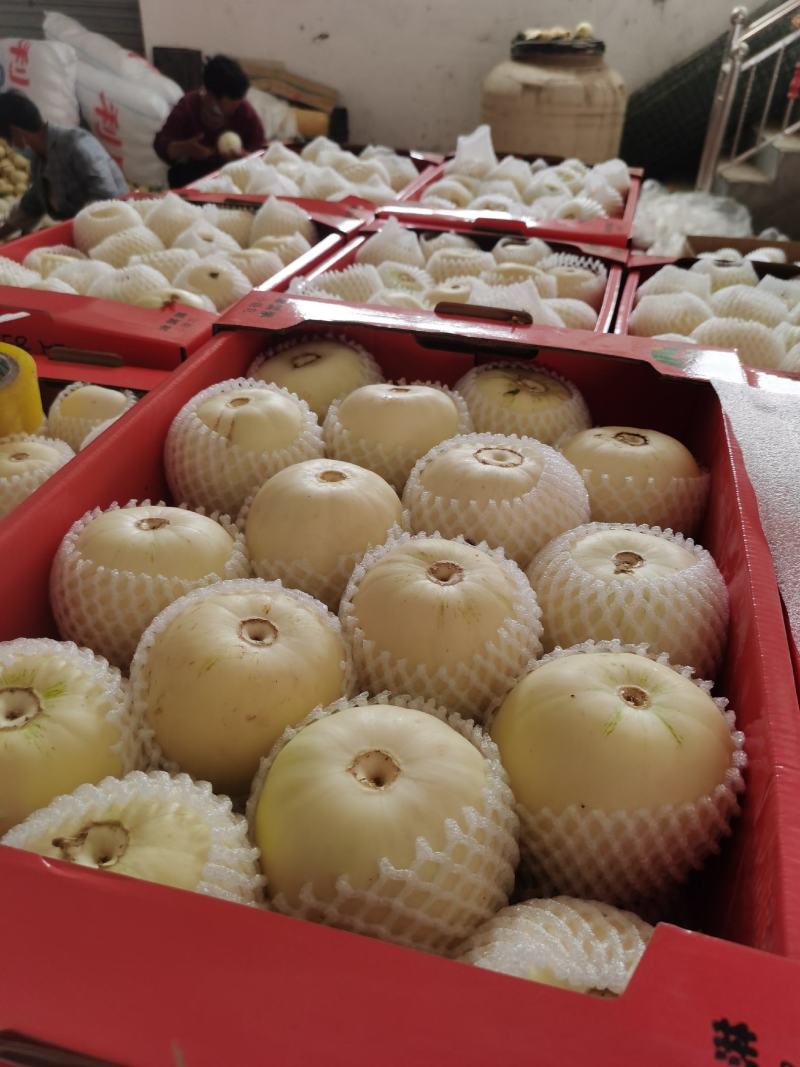 精品白莎蜜甜瓜小白瓜皮薄脆甜对接电商市场