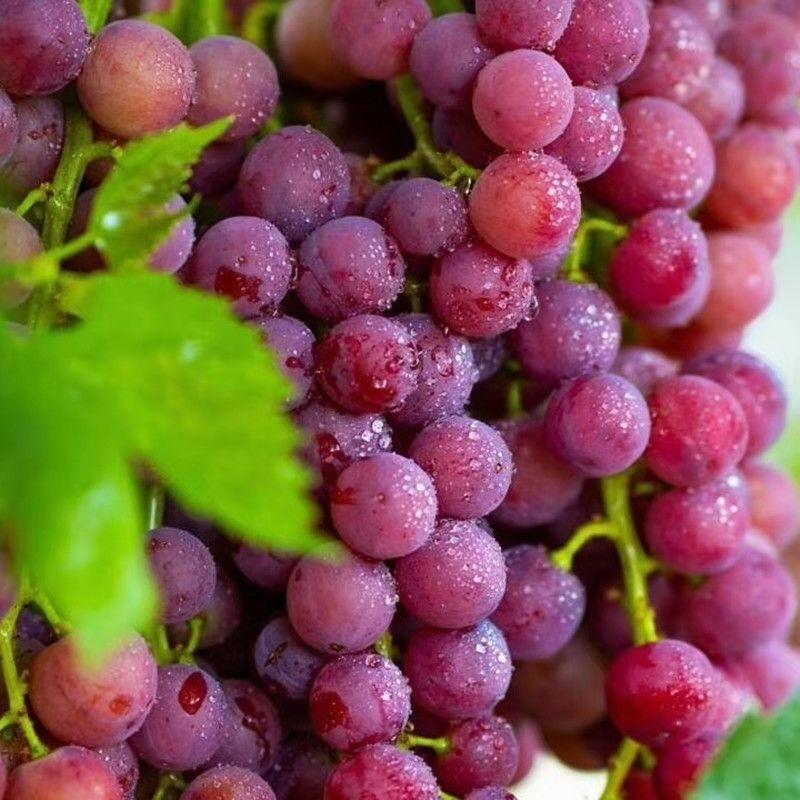 红宝石葡萄，大量上市，产地直供，保质保量，诚信经营