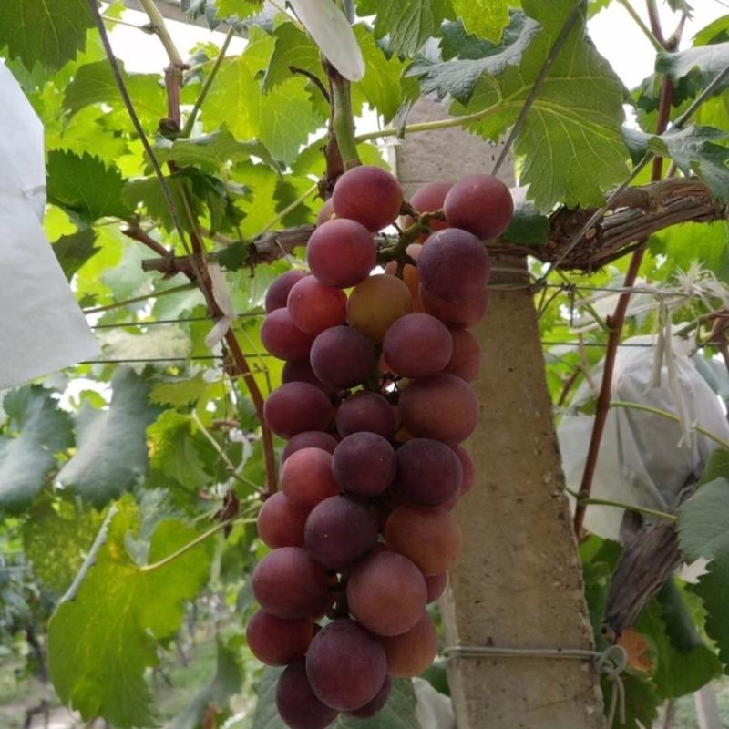 红宝石葡萄，大量上市，产地直供，保质保量，诚信经营