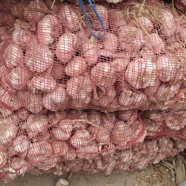 出售蒜米料60吨