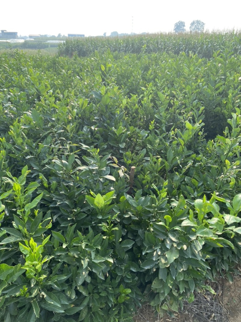 毛气柑苗，酸柚苗出售