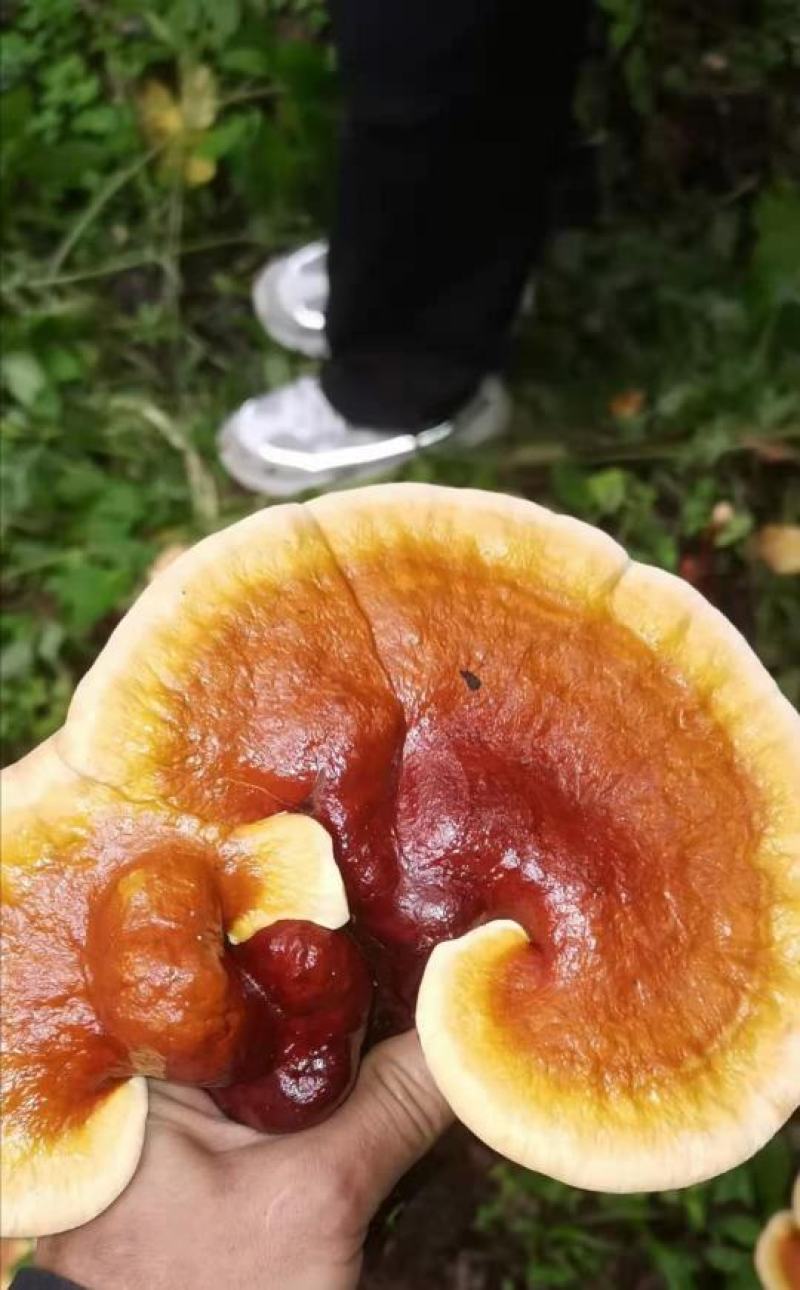 灵芝