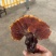 灵芝