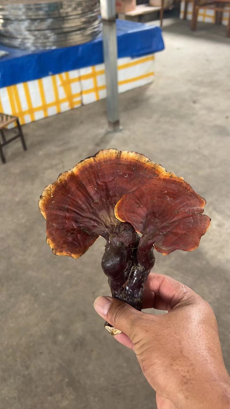 灵芝