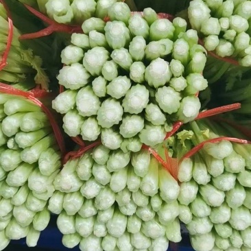 毛芹
