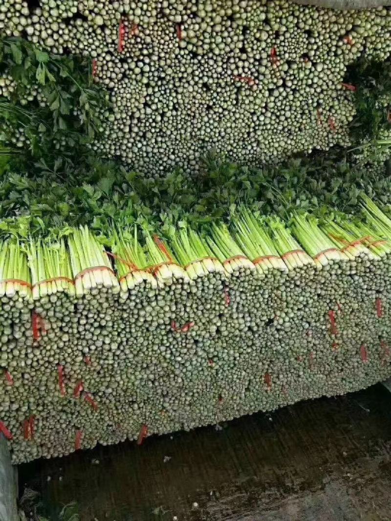 毛芹