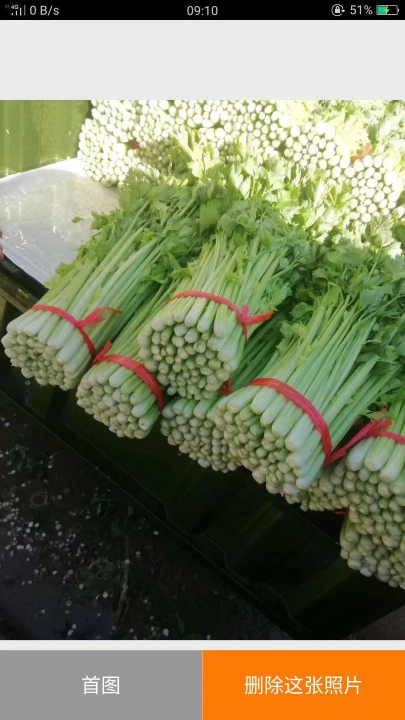 毛芹