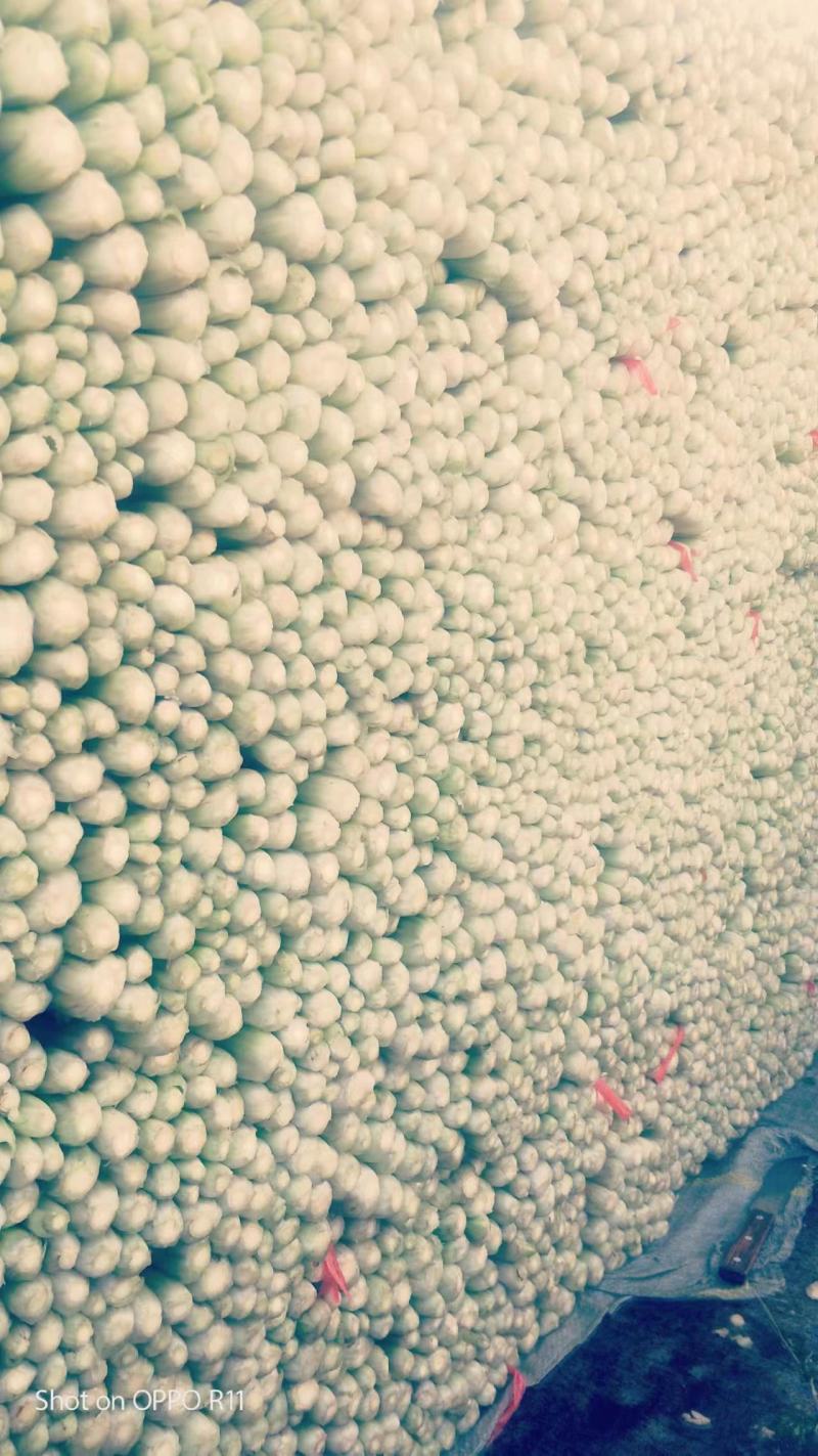 毛芹