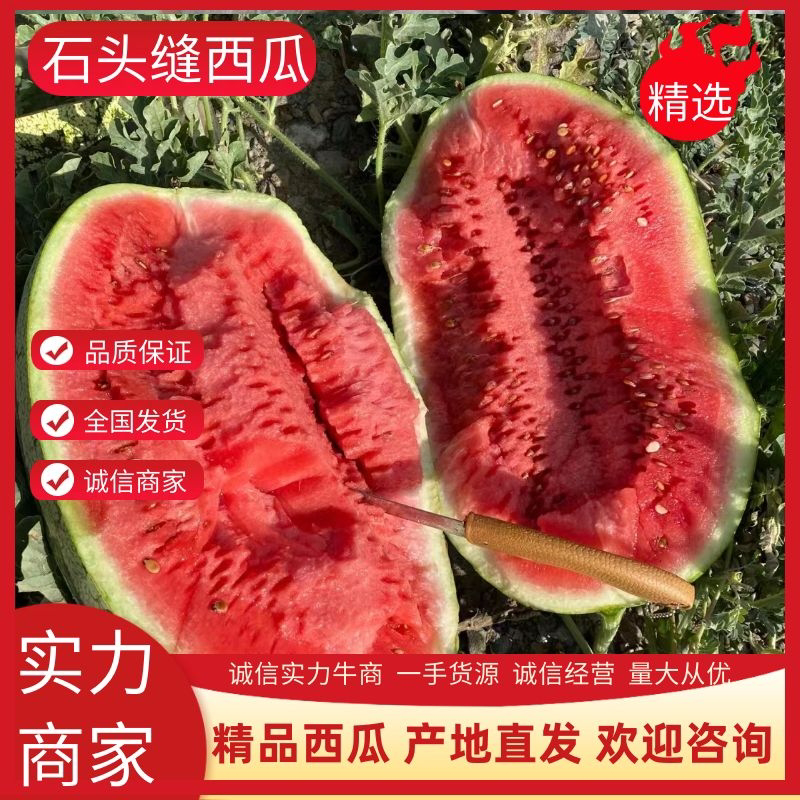 精品宁夏中卫硒砂瓜石头缝里的西瓜个头大均匀价格美丽