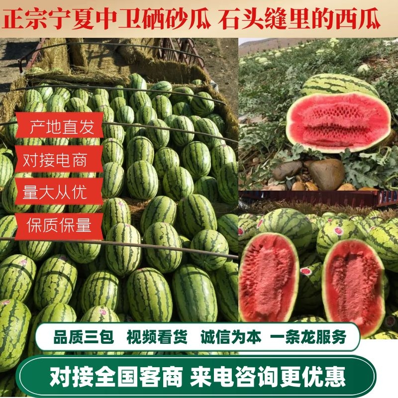 宁夏西瓜硒砂瓜专业代办10斤打底保质保量包熟包甜产地直发