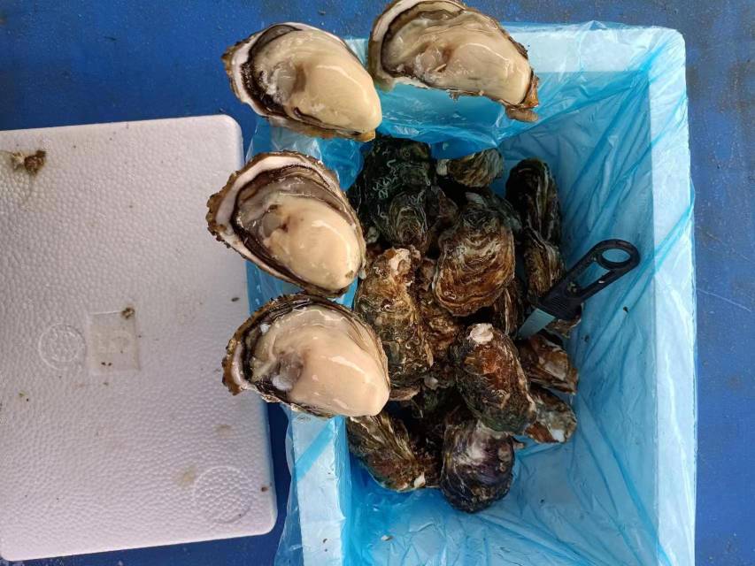 生蚝特写
