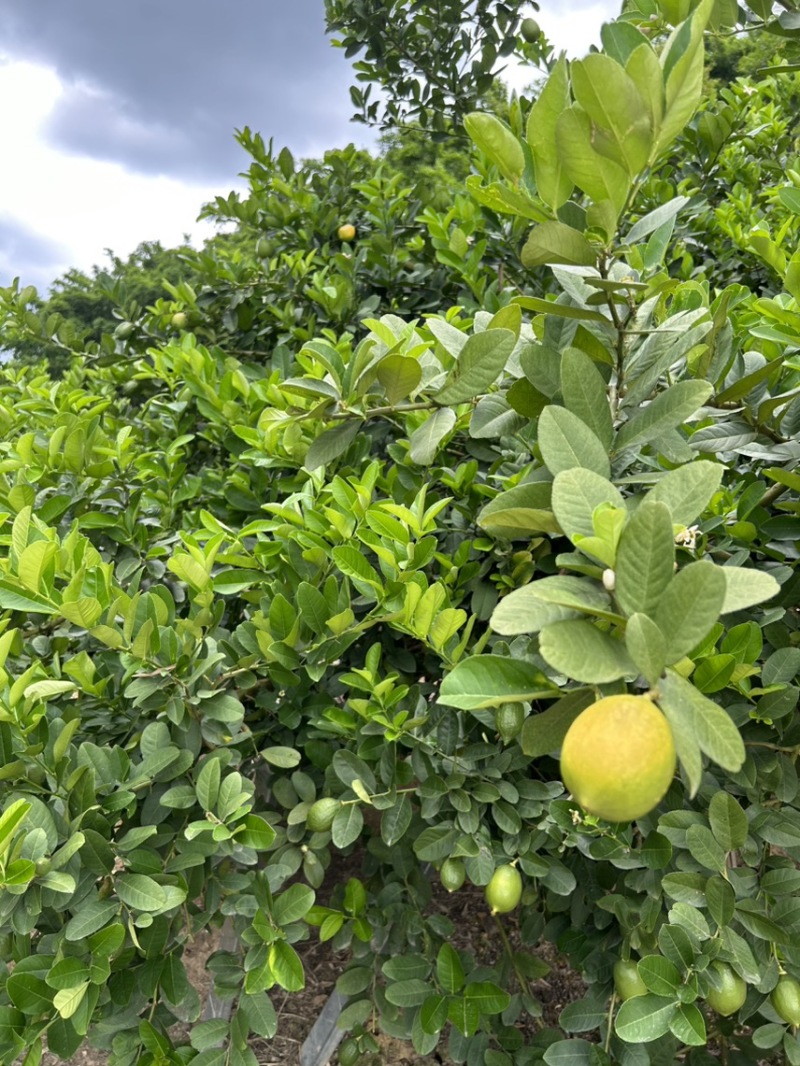 广东【香水柠檬】场地直供奶茶店专用品质保证优质价格