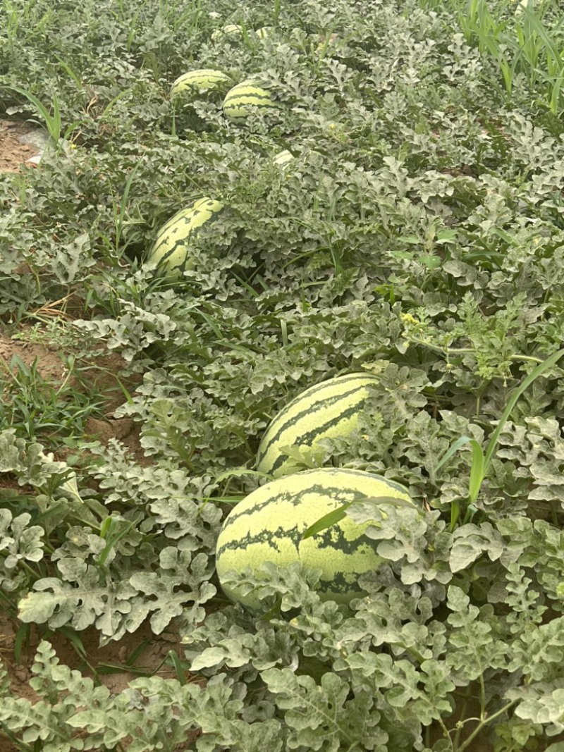 宁夏精品沙漠1号西瓜大量上市，产地直供，货源充足