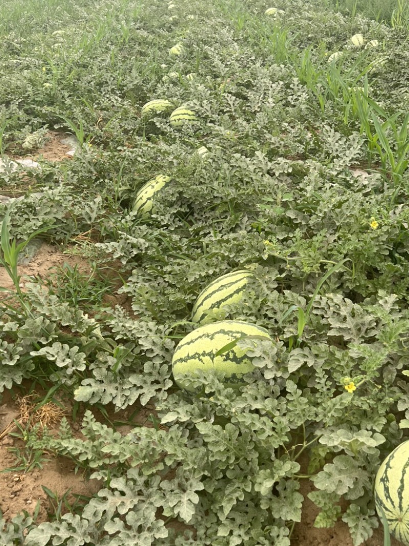 宁夏精品沙漠1号西瓜大量上市，产地直供，货源充足