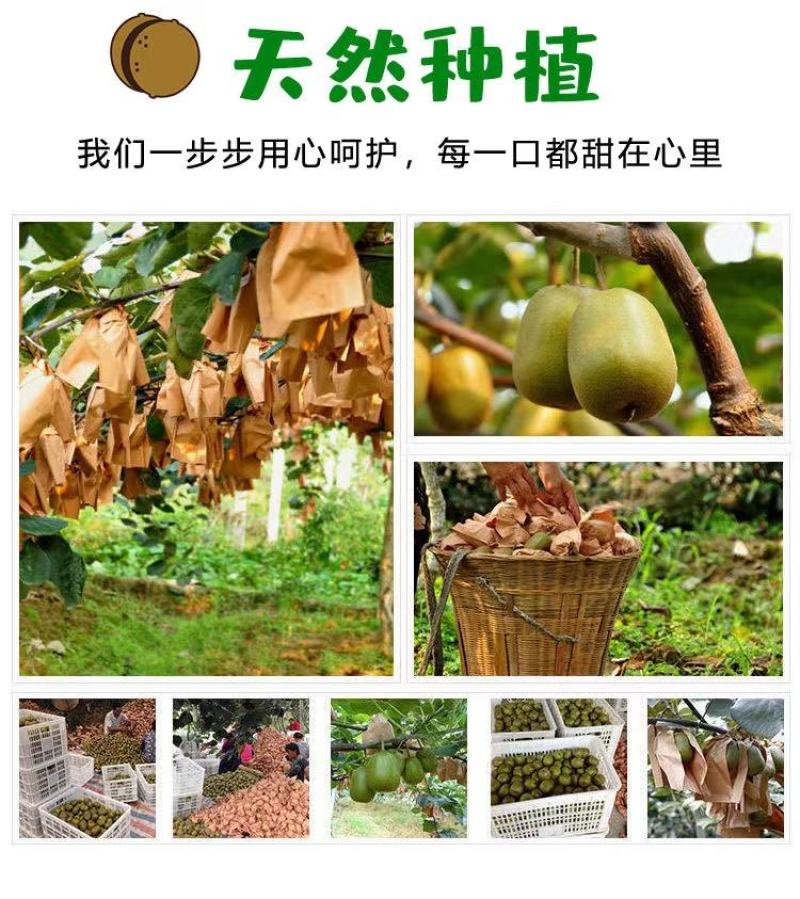 【一件代发/社区团购】四川蒲江红心猕猴桃原产地礼盒装