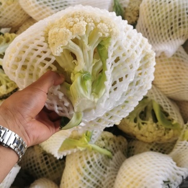 甘肃兰州高原夏菜