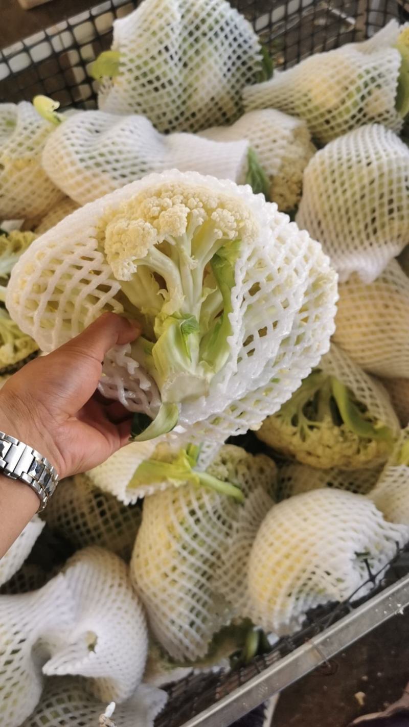 甘肃兰州高原夏菜