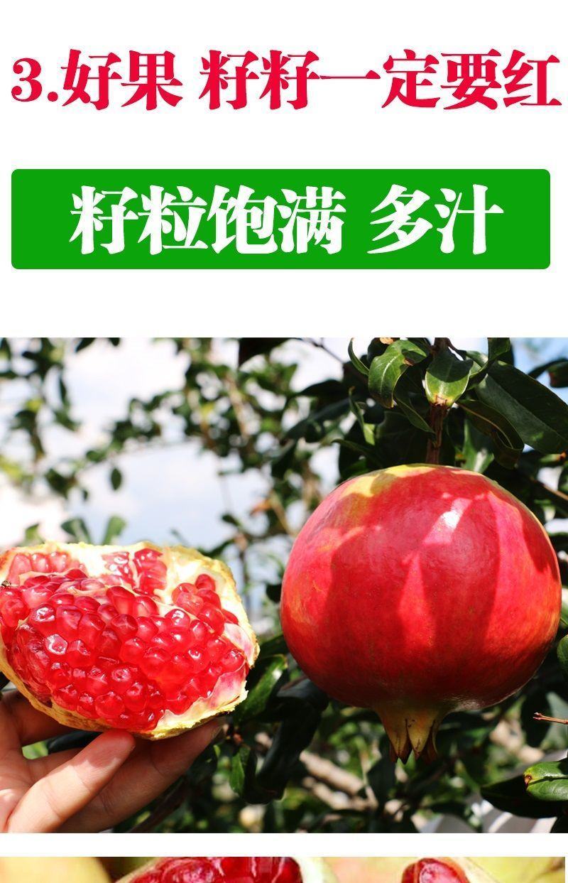 四川会理突尼斯软子石榴大量供应市场社区团购电商一件代发