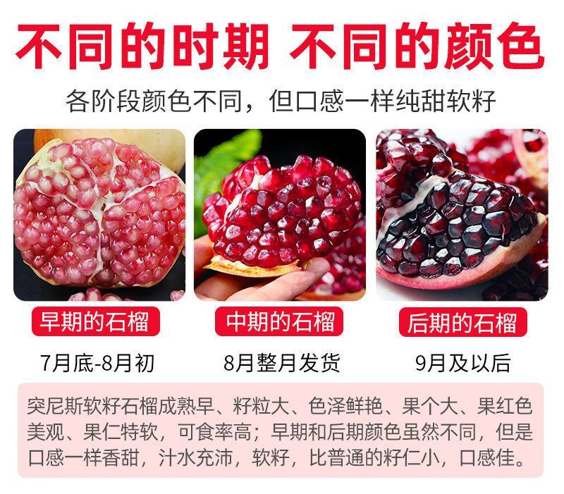 四川会理突尼斯软子石榴大量供应市场社区团购电商一件代发